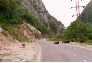 Cattle in the road. Sochi/Adler. May 1998.